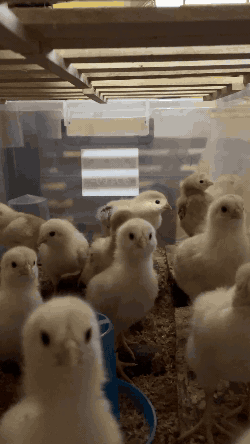 chicks