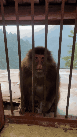 china-monkey